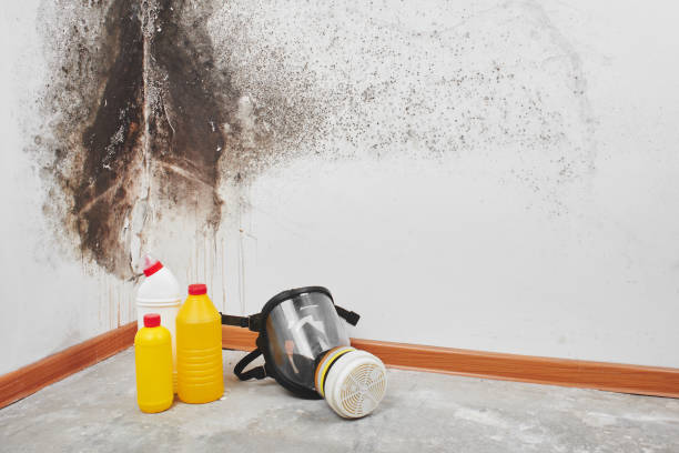 Best Mold Remediation  in Altavista, VA