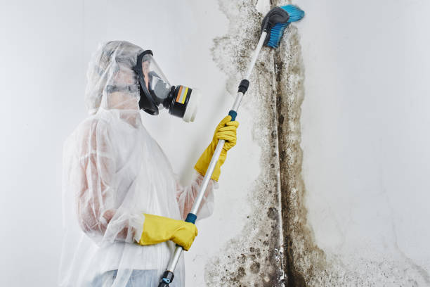 Best Toxic Mold Removal  in Altavista, VA