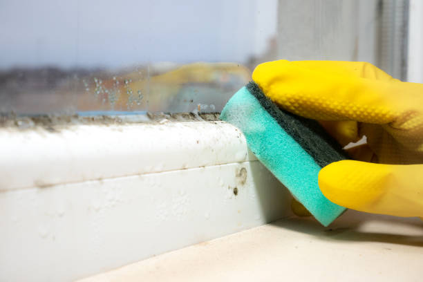 Best Office Mold Removal Services  in Altavista, VA