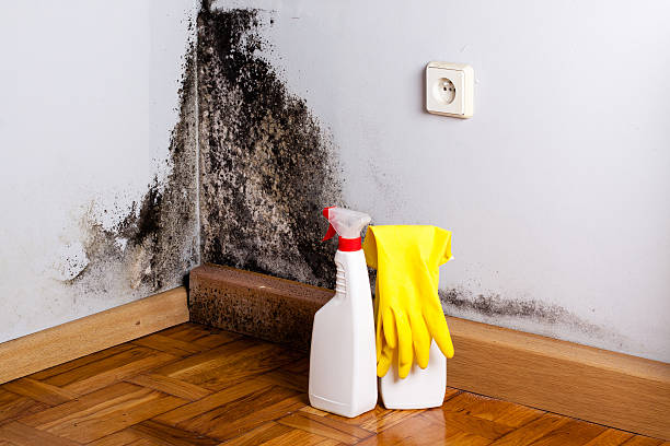 Best Emergency Mold Removal  in Altavista, VA