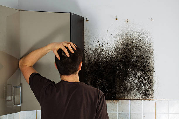Best Mold Cleaning Services  in Altavista, VA