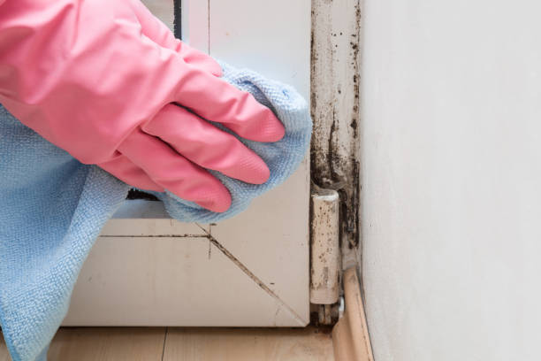 Best Black Mold Removal  in Altavista, VA