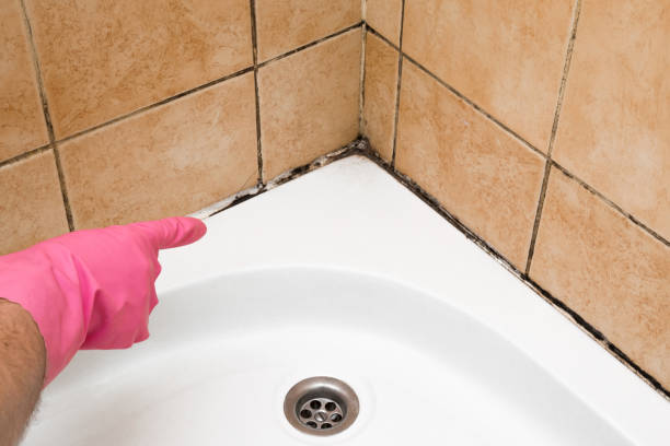 Best Residential Mold Removal  in Altavista, VA